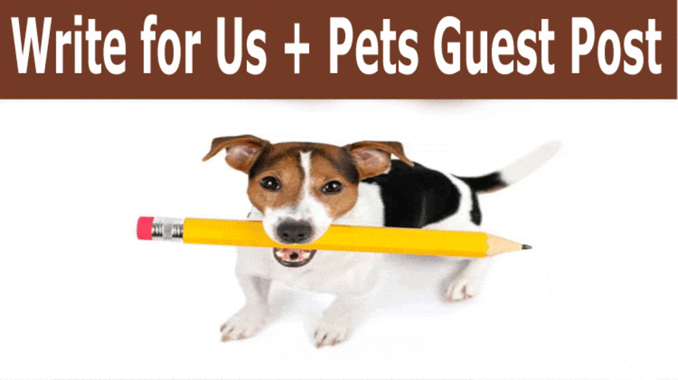 Write for Us + Pets Guest Post: Learn How to Write the Guest Post for the Website!