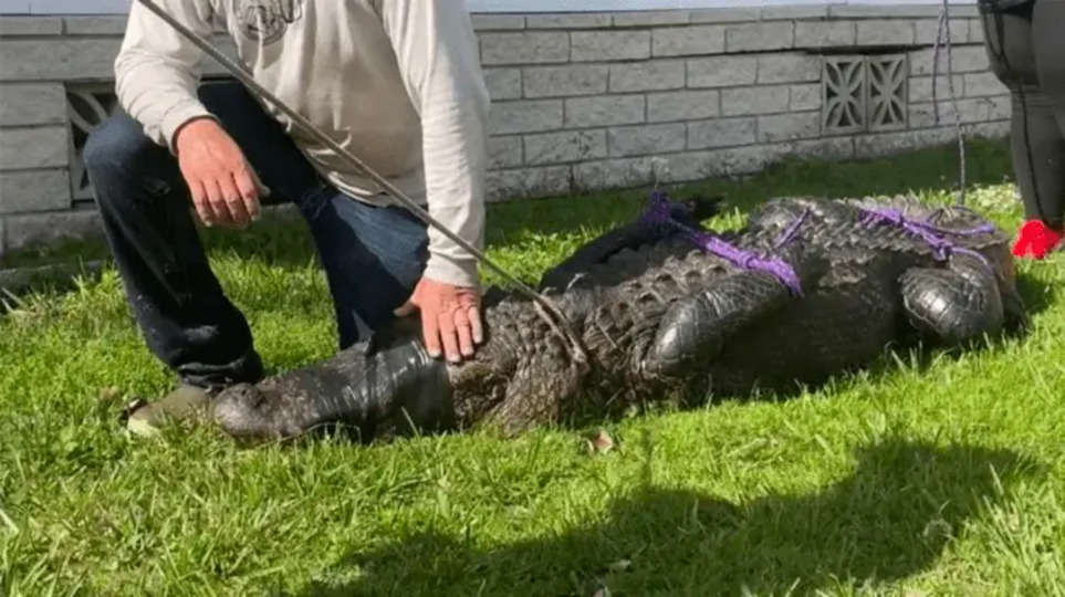 [HD Video] Gloria Serge Crocodile Full Video: Full Details On Gloria Serge Alligator Video From Reddit, And Internet