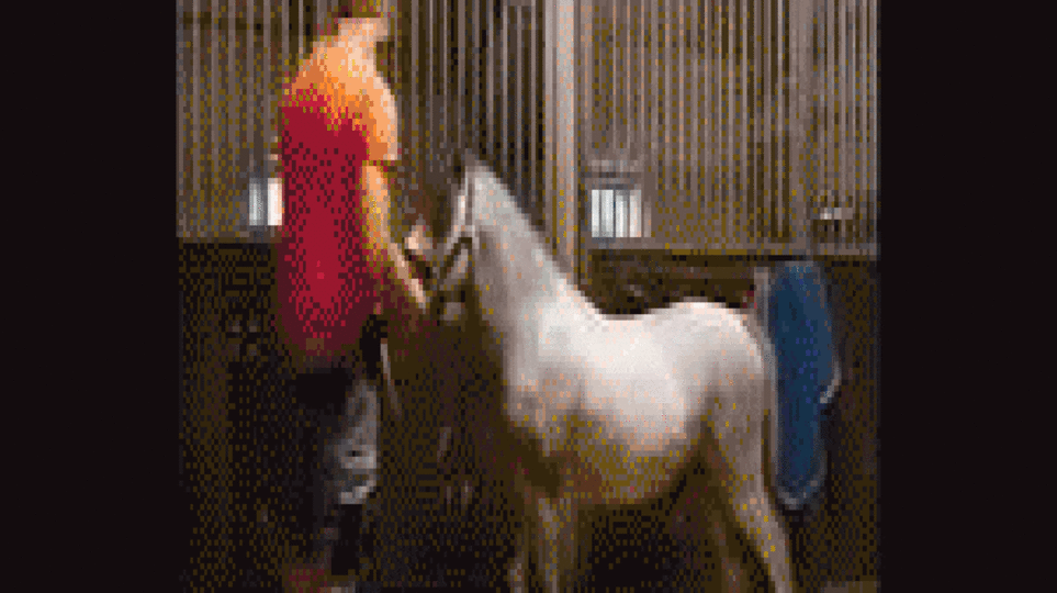 Horse Video Orange Shirt Guy: (Viral Video)