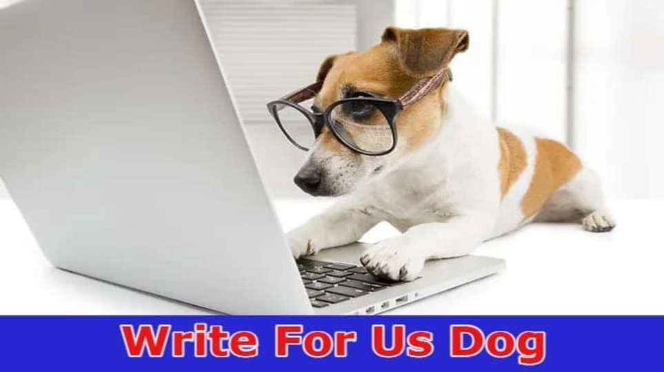 Write For Us Dog – Explore And Follow Instructions!