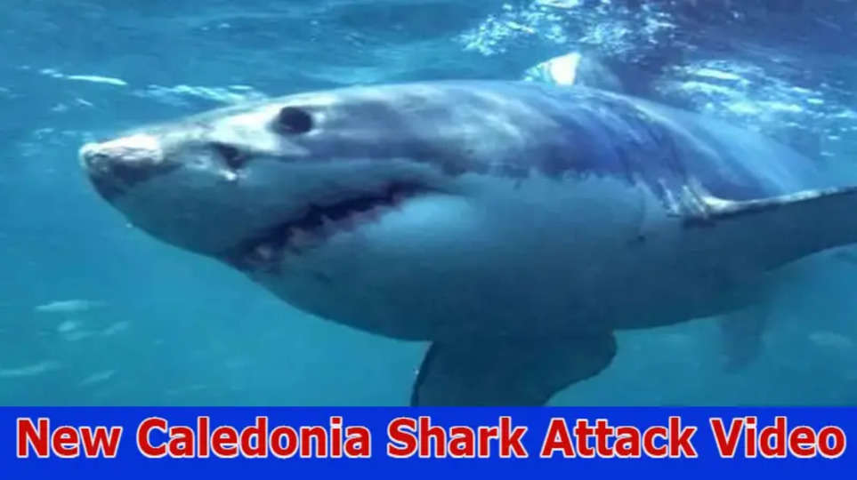 New Caledonia Shark Attack Video: Discover The Complete Info About Virul Video On Instagram, Reddit, Twitter And Telegram Also