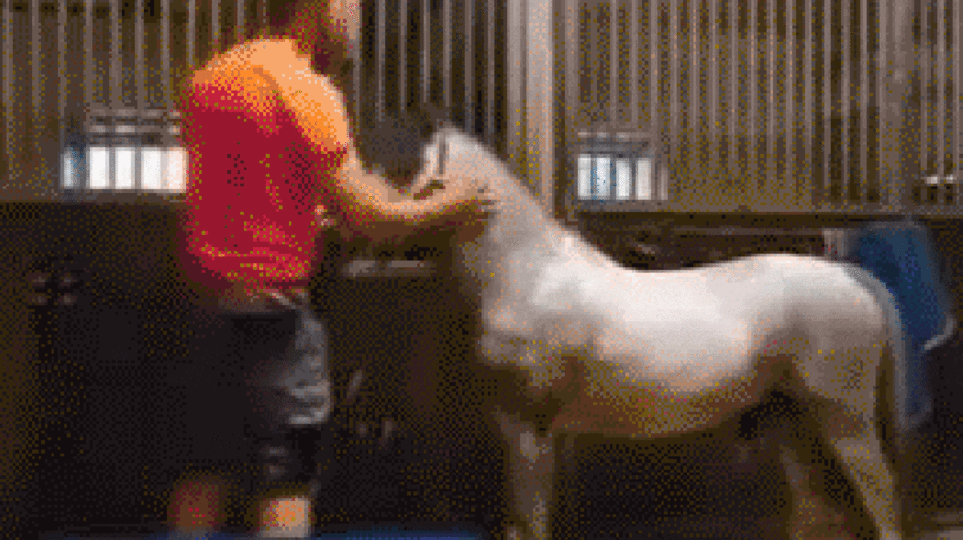 Orange Shirt Horse Video Twitter No Blur: (Leaked Video)