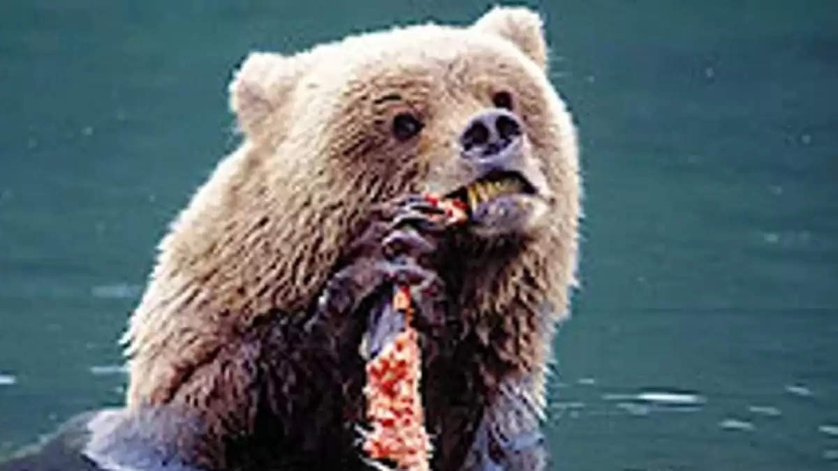 [Full Video ] Timothy Treadwell Real Video : Timothy Treadwell Bear Attack Real Video Twitter and Autopsy
