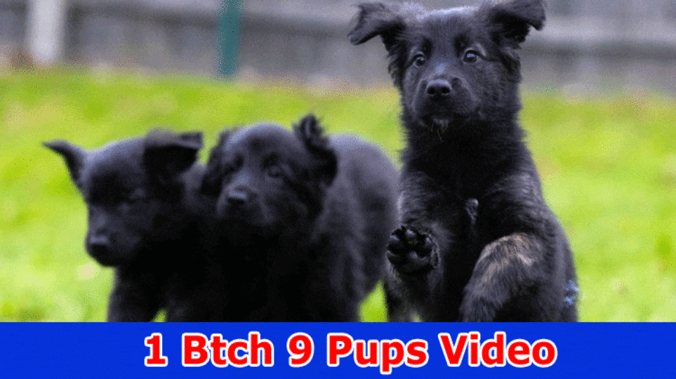 1 Btch 9 Pups Video: What Occurred At Deadhouse For Blood? Really look at Realities Here At this point!