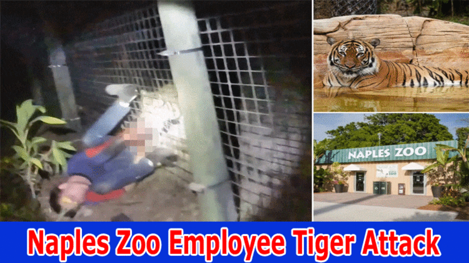 {Watch Video}Naples Zoo Employee Tiger Attack: Is He Killed Or Not Explore The Information About That