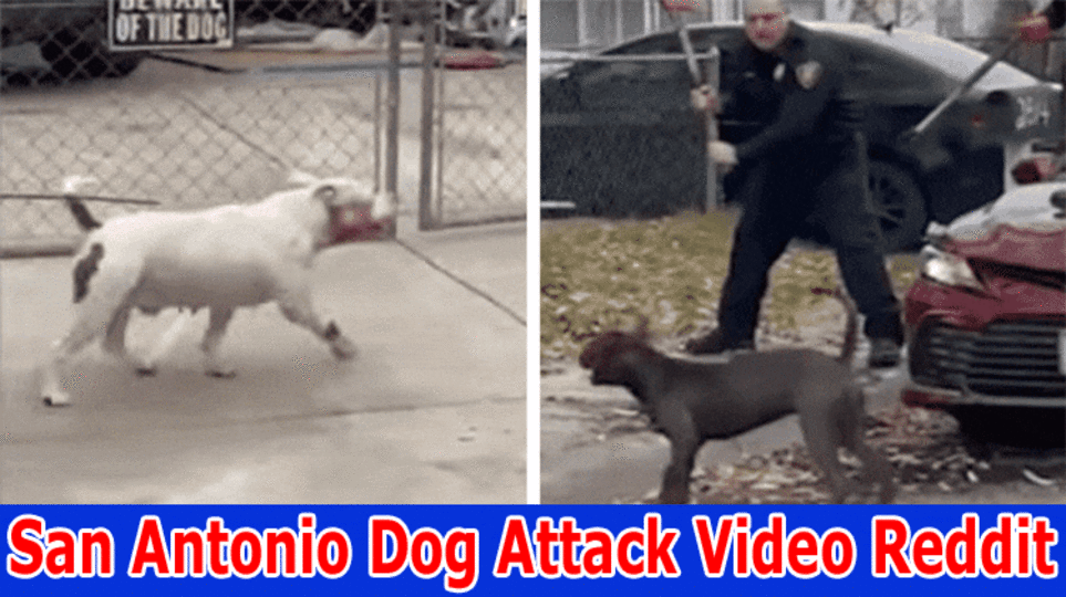 San Antonio Dog Attack Video Reddit: Discover Complete Information On San Antonio Dog Attack 2023