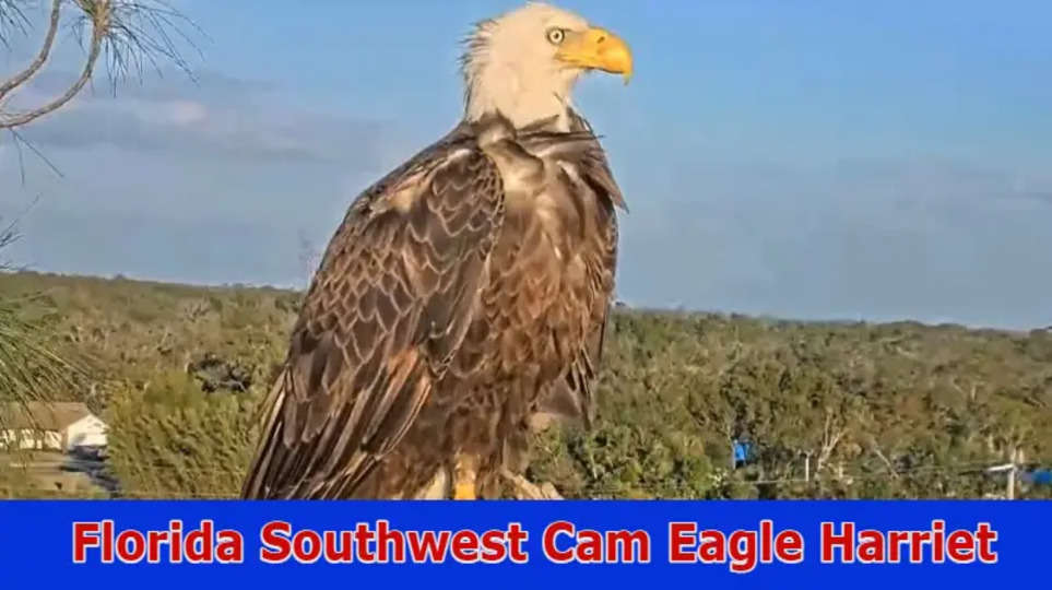 Florida Southwest Cam Eagle Harriet: Also Explore Full Details On Cam Eagle Harriet 2023