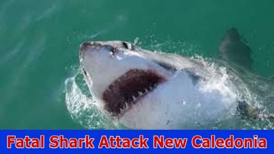 Fatal Shark Attack New Caledonia: Explore The Complete Details On Fatal Shark Attack New Caledonia 2023