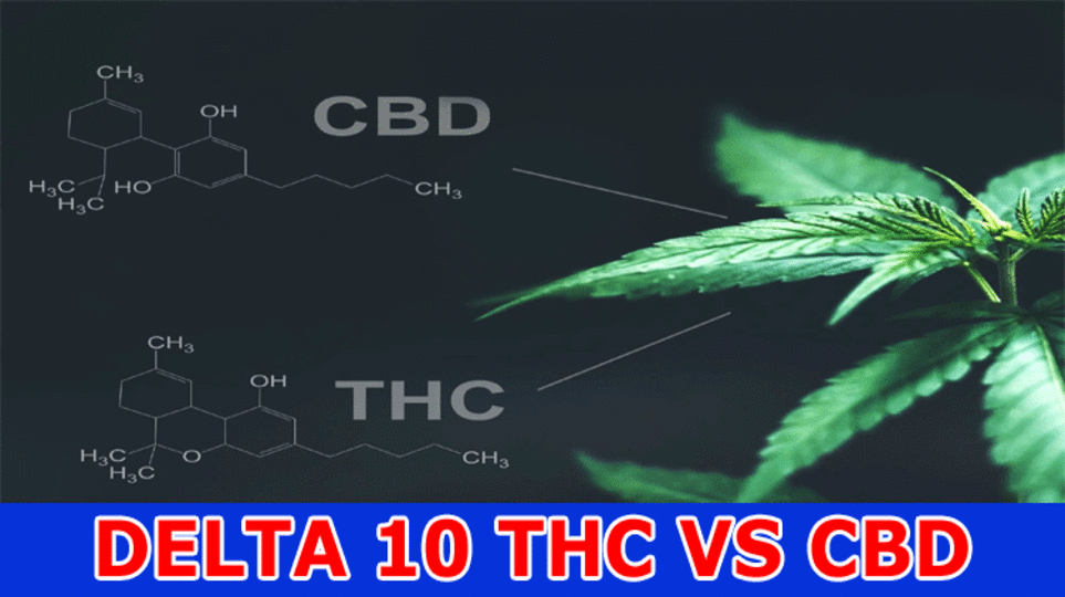 DELTA 10 THC VS CBD: EVERYTHING YOU NEED TO KNOW