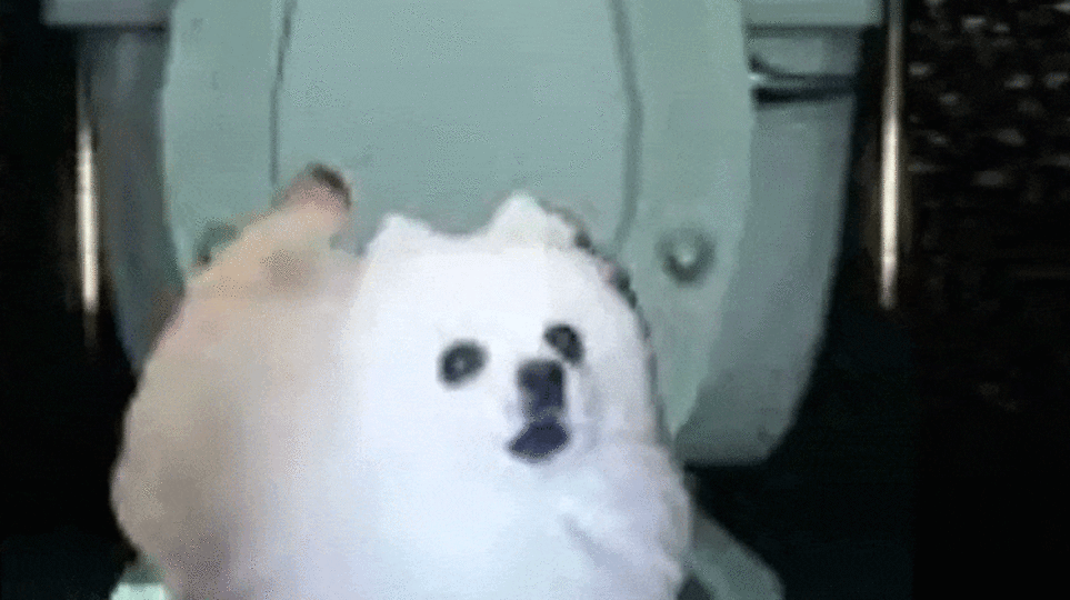 Skirby dog video Twitter Leak Footage: (Leaked Video)