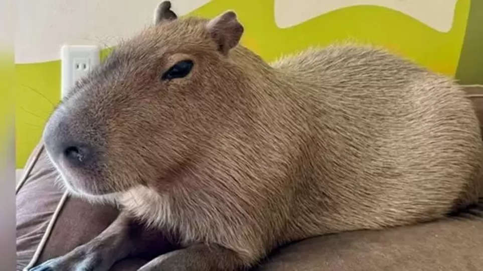 Does Norway Have Capybaras