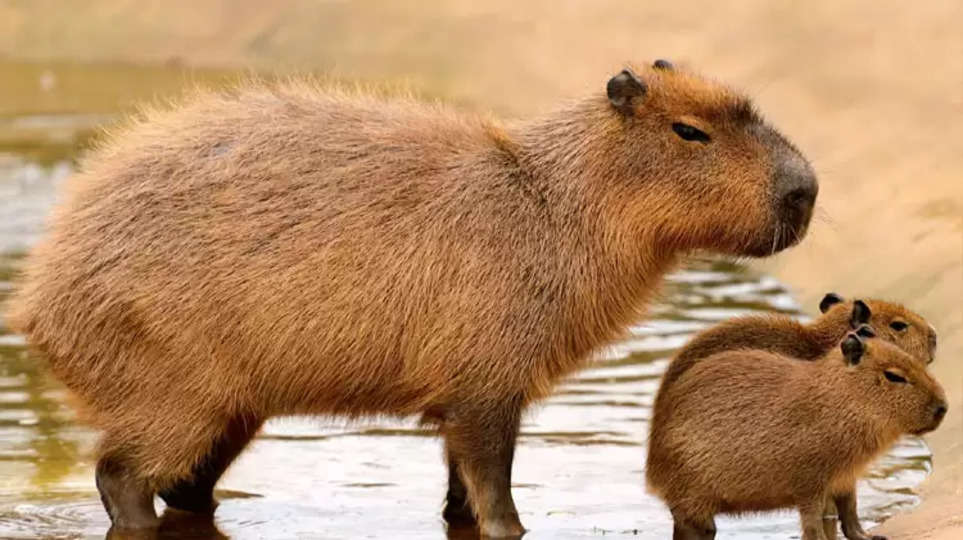 Can Capybaras Get Angry