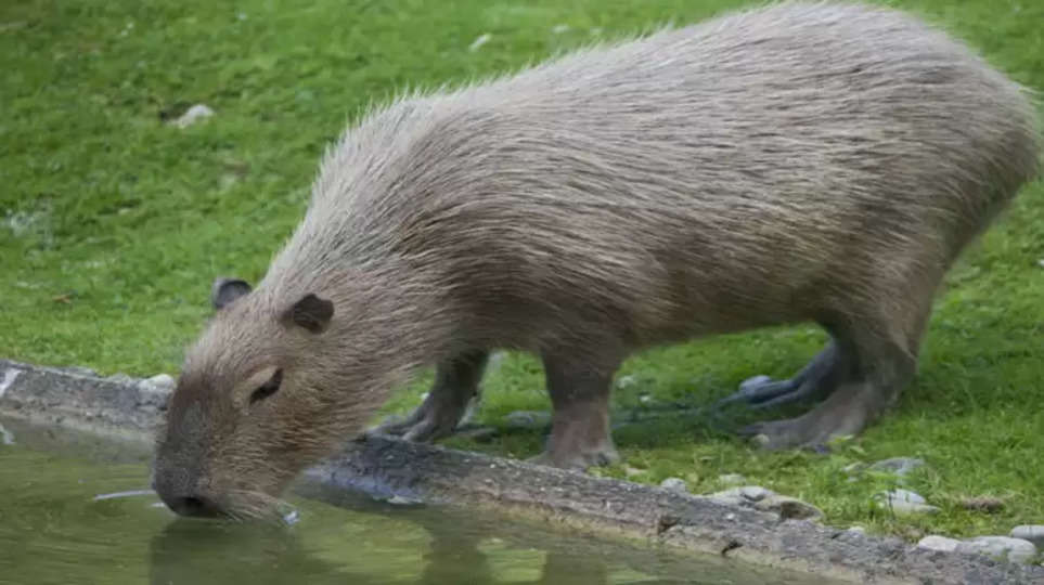 How Do Capybaras Drink Water