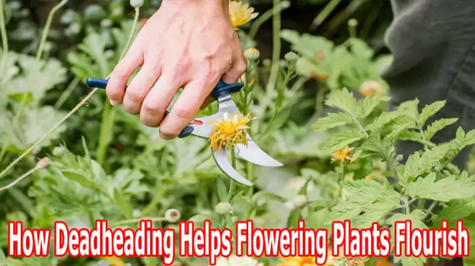 How Deadheading Helps Flowering Plants Flourish