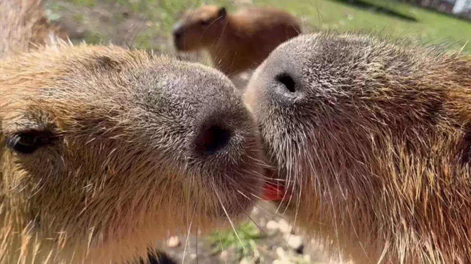 Why Do Capybaras Kiss